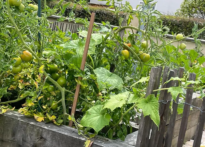 Feriehus Proche Arcachon, Dune, Plages *